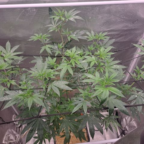 Jiffy Breath x Peanut Butter Poop  growlog timeline photo