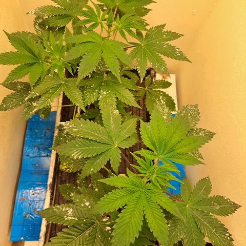 Mean Dawg by TreeOfLifeGardens  growlog timeline photo