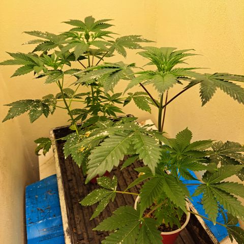 Mean Dawg by TreeOfLifeGardens  growlog timeline photo