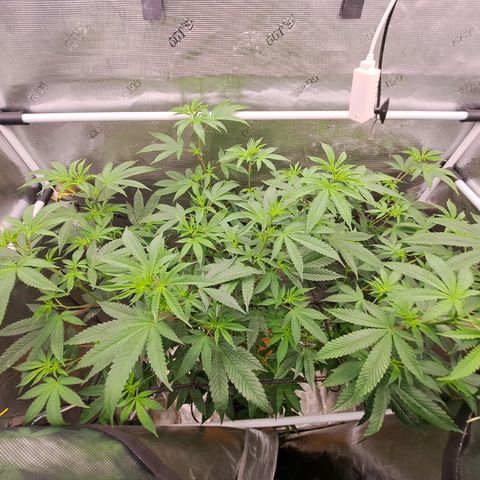 Jiffy Breath x Peanut Butter Poop  growlog timeline photo