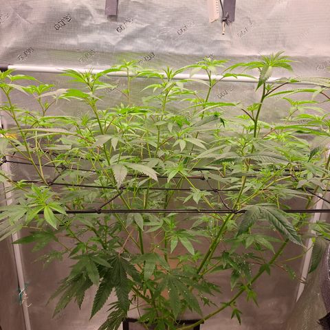 Jiffy Breath x Peanut Butter Poop  growlog timeline photo