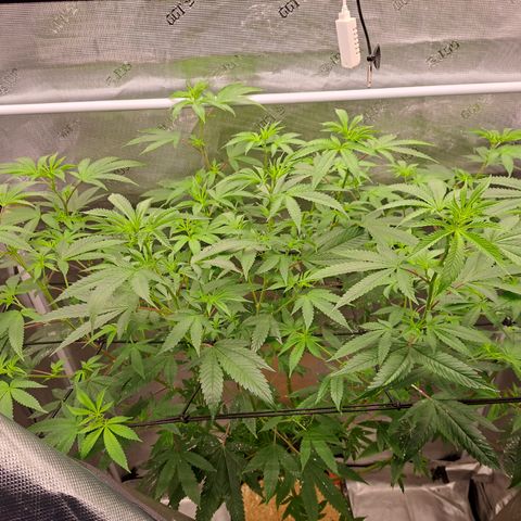 Jiffy Breath x Peanut Butter Poop  growlog timeline photo