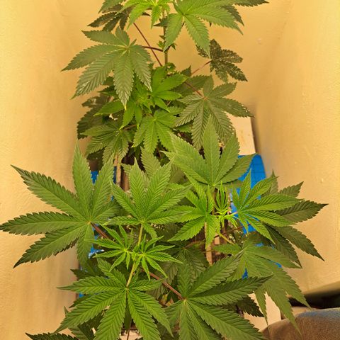 Mean Dawg by TreeOfLifeGardens  growlog timeline photo