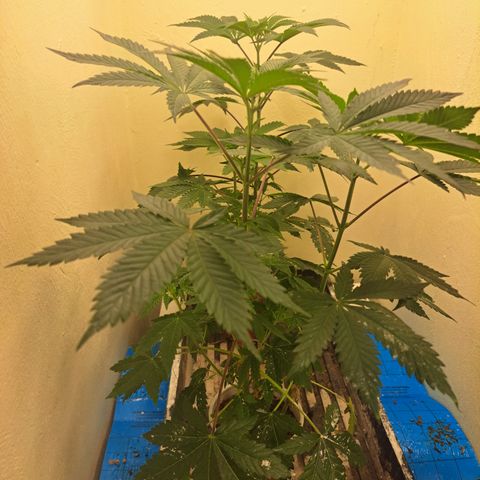 Mean Dawg by TreeOfLifeGardens  growlog timeline photo