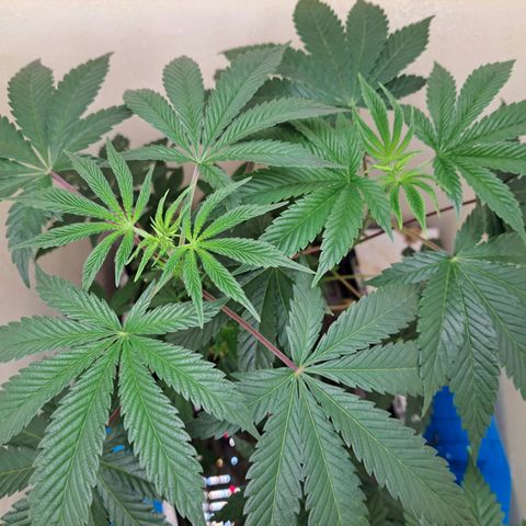 Mean Dawg by TreeOfLifeGardens  growlog timeline photo