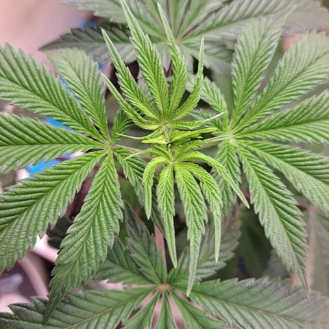 Mean Dawg by TreeOfLifeGardens  growlog timeline photo
