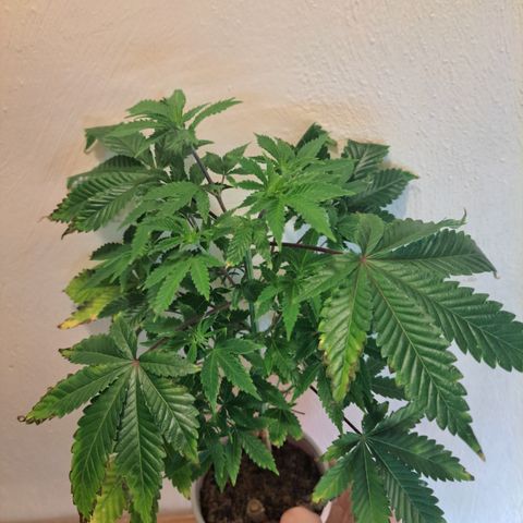 Mean Dawg by TreeOfLifeGardens  growlog timeline photo