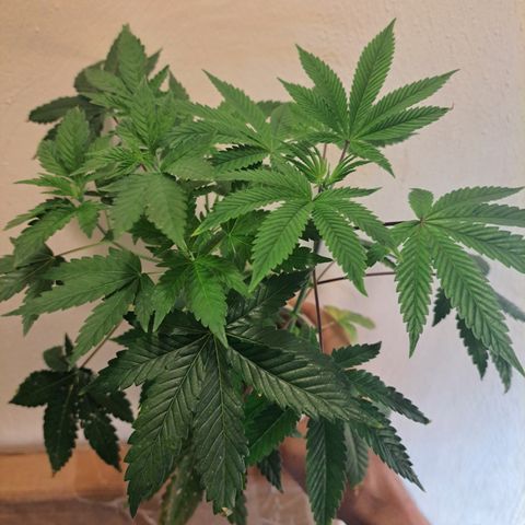 Mean Dawg by TreeOfLifeGardens  growlog timeline photo