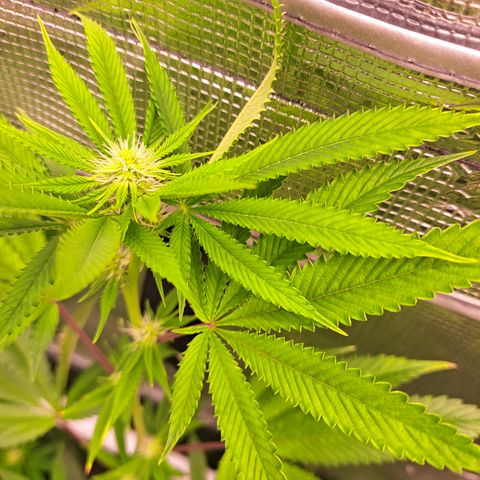 Jiffy Breath x Peanut Butter Poop  growlog timeline photo