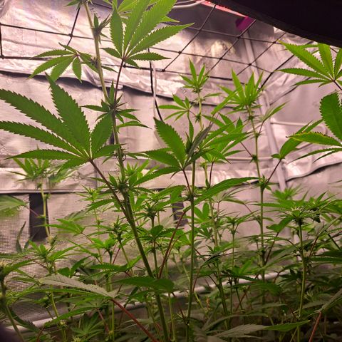 Jiffy Breath x Peanut Butter Poop  growlog timeline photo