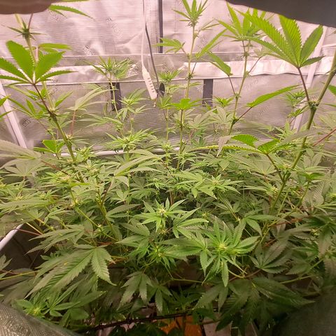 Jiffy Breath x Peanut Butter Poop  growlog timeline photo