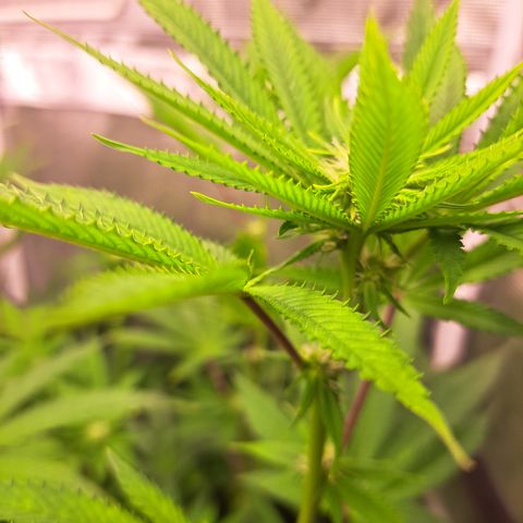 Jiffy Breath x Peanut Butter Poop  growlog timeline photo