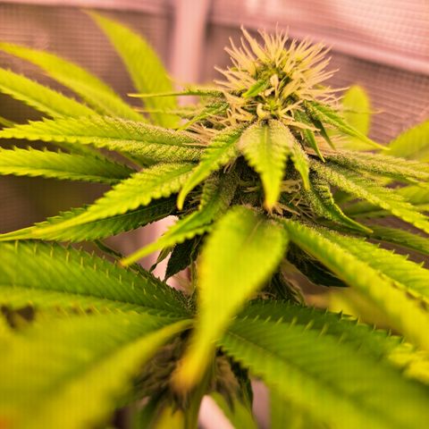 Jiffy Breath x Peanut Butter Poop  growlog timeline photo