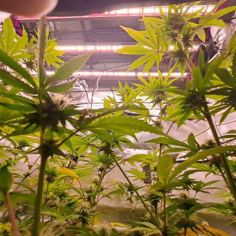 Jiffy Breath x Peanut Butter Poop  growlog timeline photo
