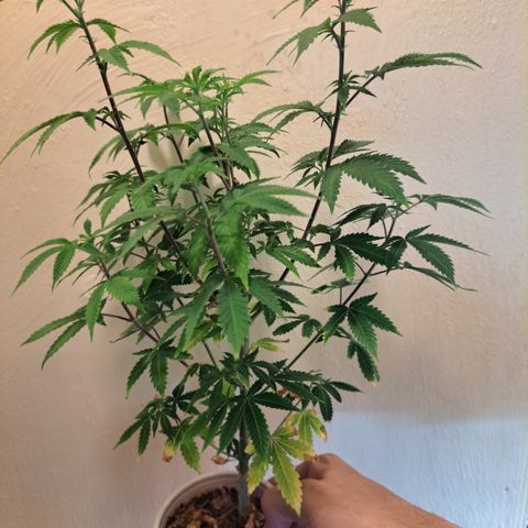 Mean Dawg by TreeOfLifeGardens  growlog timeline photo