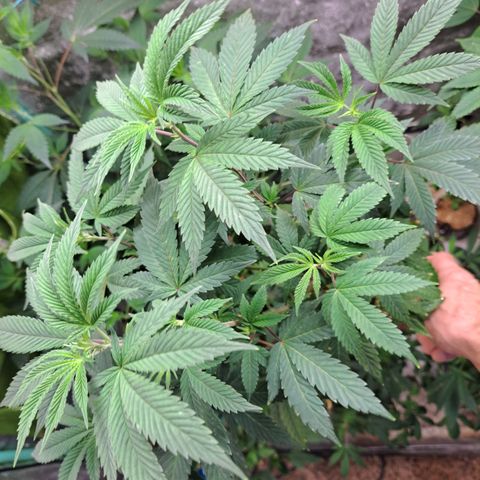 Mean Dawg by TreeOfLifeGardens  growlog timeline photo
