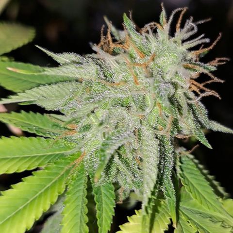 Jiffy Breath x Peanut Butter Poop  growlog timeline photo