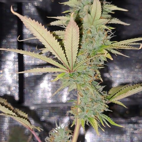 Jiffy Breath x Peanut Butter Poop  growlog timeline photo
