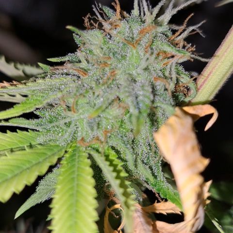 Jiffy Breath x Peanut Butter Poop  growlog timeline photo