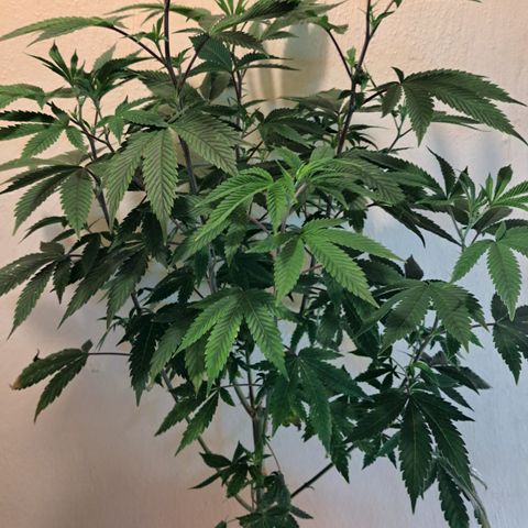 Mean Dawg by TreeOfLifeGardens  growlog timeline photo