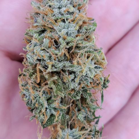 Jiffy Breath x Peanut Butter Poop  growlog timeline photo