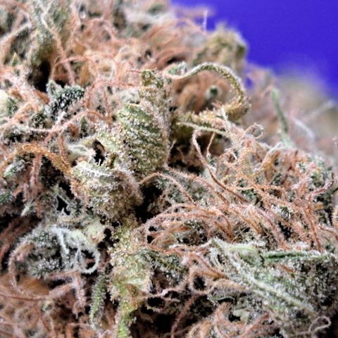Jiffy Breath x Peanut Butter Poop  growlog timeline photo
