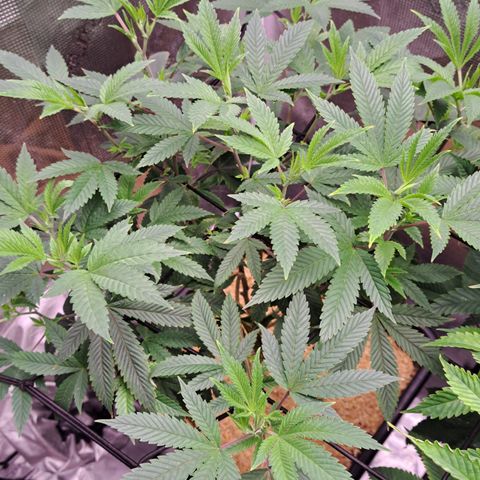 Mean Dawg by TreeOfLifeGardens  growlog timeline photo