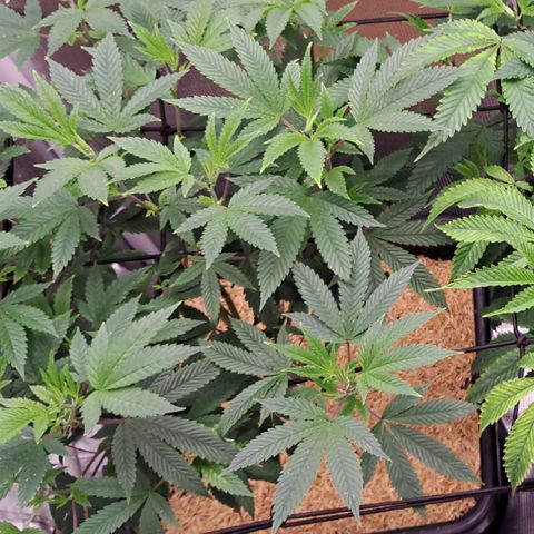 Mean Dawg by TreeOfLifeGardens  growlog timeline photo