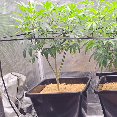 Mean Dawg by TreeOfLifeGardens  growlog timeline photo