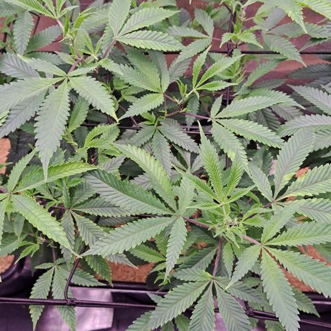 Mutiny (pheno #4) growlog timeline photo