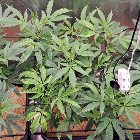 Mutiny (pheno #4) growlog timeline photo