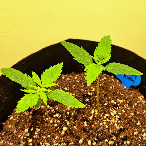 Blueberry Kush auto by Nirvana  growlog timeline photo