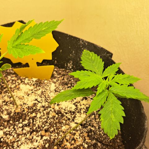 Blueberry Kush auto by Nirvana  growlog timeline photo