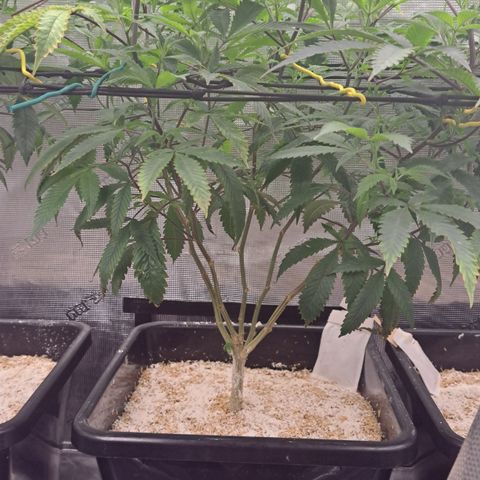 Mutiny (pheno #4) growlog timeline photo