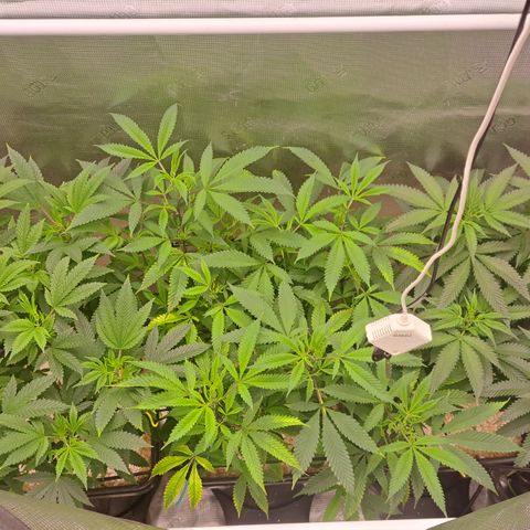 Mutiny (pheno #4) growlog timeline photo