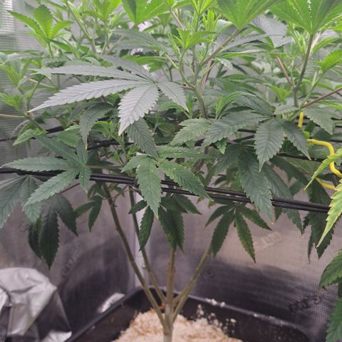 Mean Dawg by TreeOfLifeGardens  growlog timeline photo