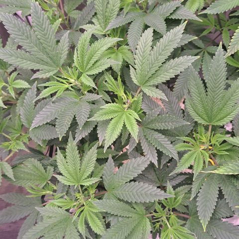 Mean Dawg by TreeOfLifeGardens  growlog timeline photo