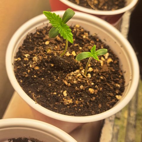 Unicorn Daddy by wellgrownseeds  growlog timeline photo