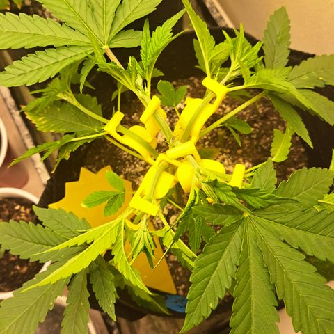 Blueberry Kush auto by Nirvana  growlog timeline photo