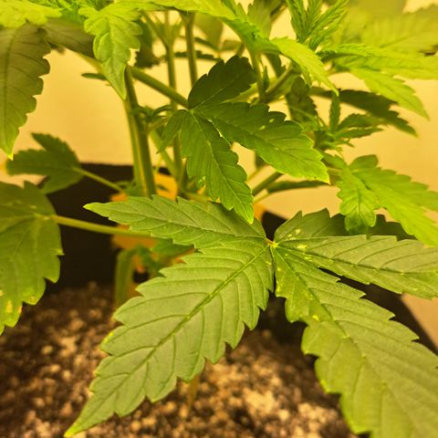 Blueberry Kush auto by Nirvana  growlog timeline photo