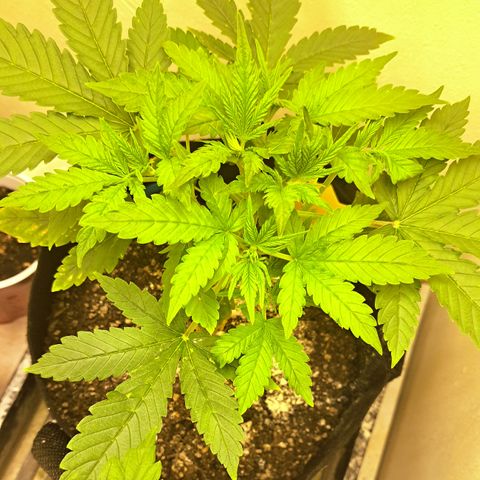 Blueberry Kush auto by Nirvana  growlog timeline photo