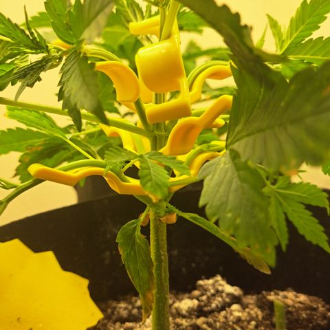 Blueberry Kush auto by Nirvana  growlog timeline photo