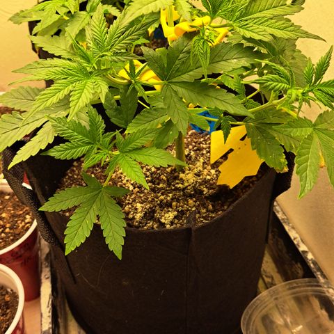 Blueberry Kush auto by Nirvana  growlog timeline photo