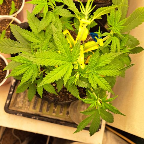 Blueberry Kush auto by Nirvana  growlog timeline photo
