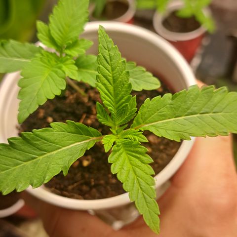 Unicorn Daddy by wellgrownseeds  growlog timeline photo