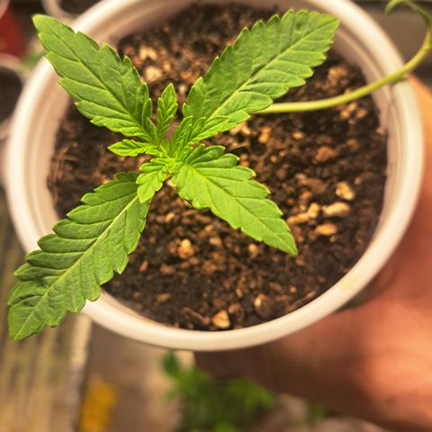 Unicorn Daddy by wellgrownseeds  growlog timeline photo