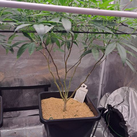 Mutiny (pheno #4) growlog timeline photo