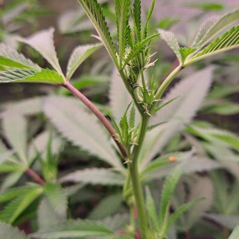 Mutiny (pheno #4) growlog timeline photo