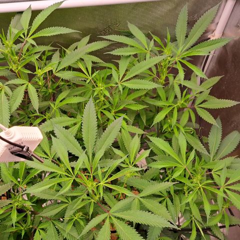 Mutiny (pheno #4) growlog timeline photo