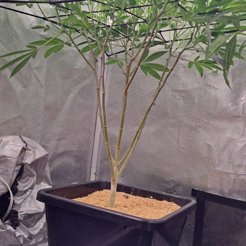 Mean Dawg by TreeOfLifeGardens  growlog timeline photo